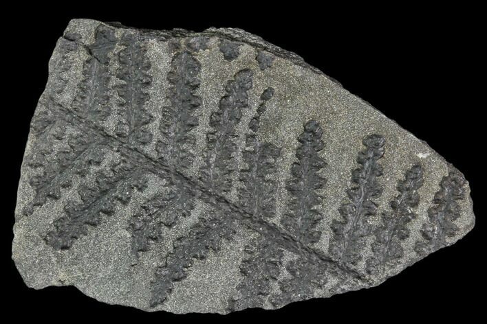 Pennsylvanian Fossil Fern (Lyginopteris) - Alabama #112729